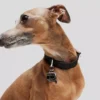 K/PET COLLAR K/PET COLLAR